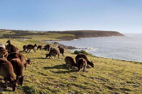 Kangaroo Island Personal Group Tours - Attractions Melbourne 0