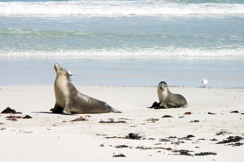 Kangaroo Island Personal Group Tours - Attractions Melbourne 3