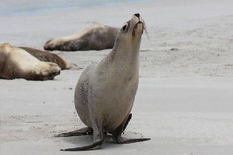 Kangaroo Island Personal Group Tours - Attractions Melbourne 4
