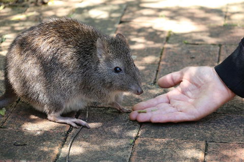 Cleland Wildlife Park Tour From Adelaide Including Mount Lofty Summit - Attractions Melbourne 2