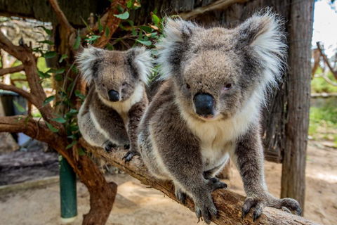 Cleland Wildlife Park Tour From Adelaide Including Mount Lofty Summit - Attractions Melbourne 3