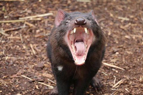 Cleland Wildlife Park Tour From Adelaide Including Mount Lofty Summit - Attractions Melbourne 4