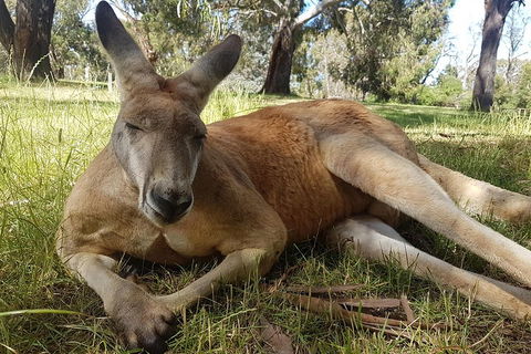 Cleland Wildlife Park Tour From Adelaide Including Mount Lofty Summit - Attractions Melbourne 5