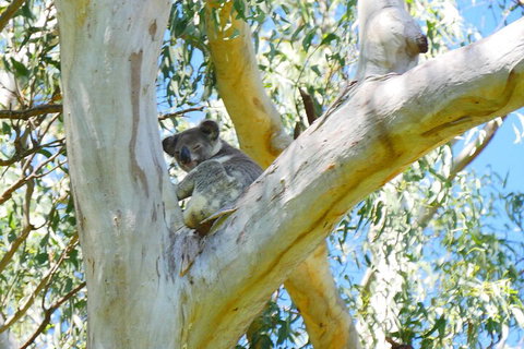 Best Of Moreton Bay Cruise - Attractions Melbourne 2