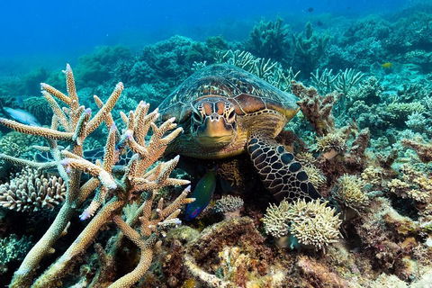 Great Barrier Reef Day Cruise From Cairns Including Snorkeling And Marine Biologist Presentation - Attractions Melbourne 4