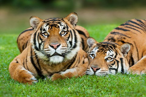 The Ultimate Gold Coast Attractions Pass - Attractions Melbourne 2