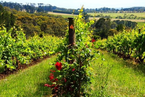 Mornington Peninsula Sightseeing Tour For 2-6 Guests. - Attractions Melbourne 3