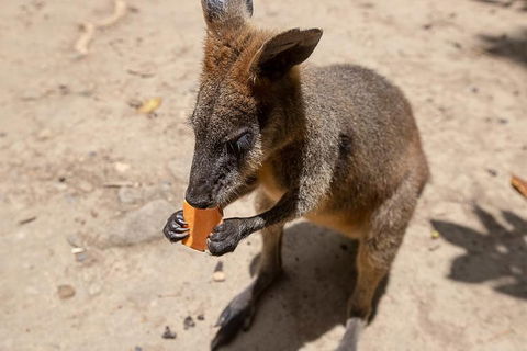 Chillagoe Caves And Outback Day Trip From Cairns - Attractions Melbourne 5