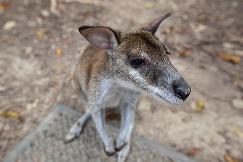 2 Day Daintree Rainforest, Cape Tribulation And Outback Chillagoe Tour - Attractions Melbourne 4