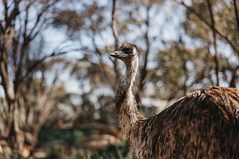 Wave Rock, York, Wildflowers, And Aboriginal Cultural Day Tour From Perth - Attractions Melbourne 4