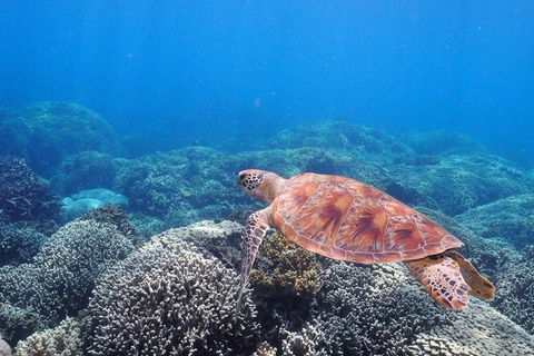Calypso Outer Great Barrier Reef Cruise From Port Douglas - Attractions Melbourne 2