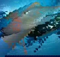 Great Barrier Reef Snorkeling and Diving Cruise from Cairns - Attractions Melbourne