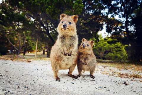 Rottnest Island All-Inclusive Grand Island Tour From Fremantle - Attractions Melbourne 5
