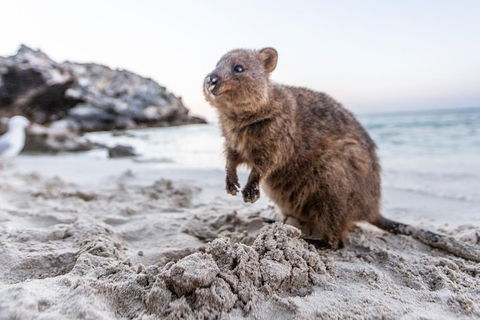 Rottnest Island Bike & Ferry Package From Perth - Attractions Melbourne 5