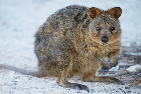 Rottnest Island Bike, Snorkel & Ferry Package From Perth - Attractions Melbourne 3