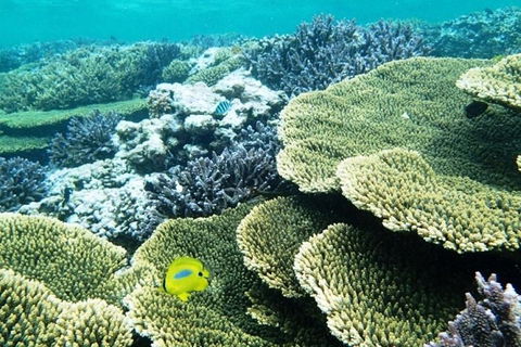 Abrolhos Islands Scenic Flight & Snorkel Adventure From Perth - Attractions Melbourne 4