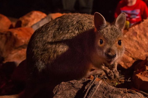 Alice Springs Desert Park Nocturnal Tour - Attractions Melbourne 3