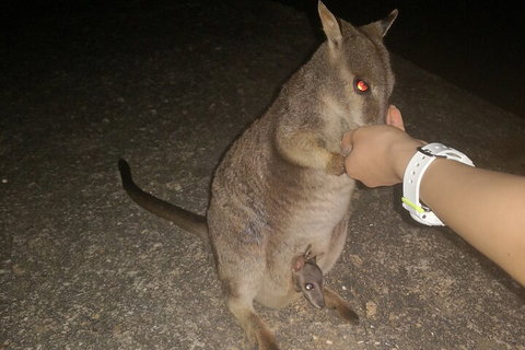 Private Tour To Paronella Park, Historic Village Herberton And Wild Life Wallaby - Attractions Melbourne 0