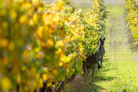 Margaret River 3 Day Escape - Attractions Melbourne 4