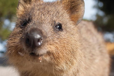Seaplane Flights Perth To Rottnest Island And Return - Attractions Melbourne 2