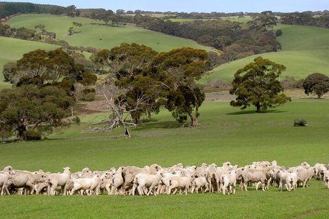 Kangaroo Island Luxury Small Group 'Island Life' Full Day Tour - Attractions Melbourne 1