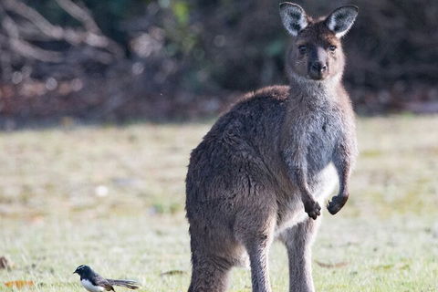 Kangaroo Island Luxury Small Group 'Island Life' Full Day Tour - Attractions Melbourne 2