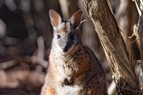 Kangaroo Island Luxury Small Group 'Island Life' Full Day Tour - Attractions Melbourne 3