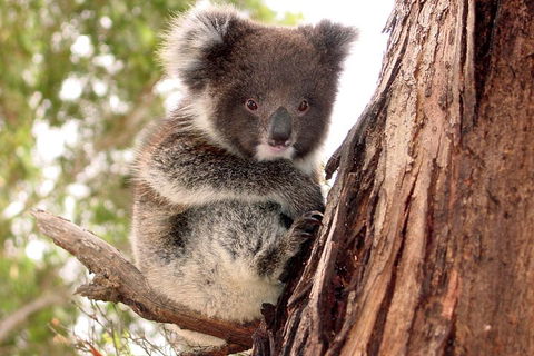Kangaroo Island Luxury Small Group 'Island Life' Full Day Tour - Attractions Melbourne 4