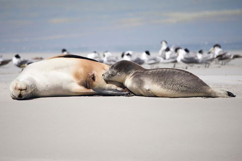 Kangaroo Island Luxury Small Group 'Island Life' Full Day Tour - Attractions Melbourne 5