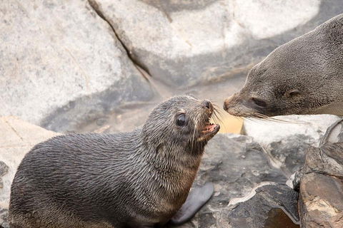 Kangaroo Island Luxury Small Group 'Flinders Chase Focus' Full Day Tour - Attractions Melbourne 2