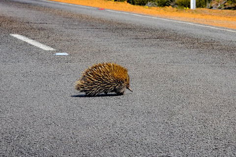 Kangaroo Island Luxury Small Group 'Flinders Chase Focus' Full Day Tour - Attractions Melbourne 3