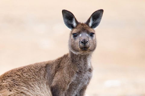Kangaroo Island Luxury Small Group 'East End Explorer' Full Day Tour - Attractions Melbourne 1