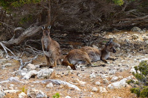 Kangaroo Island Luxury Small Group 'East End Explorer' Full Day Tour - Attractions Melbourne 4
