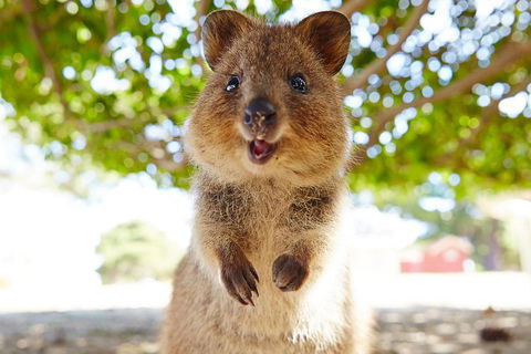 Discover Rottnest With Ferry & Bus Tour From Perth Or Fremantle - Attractions Melbourne 0