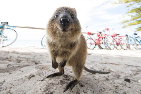 Rottnest Island Round-Trip Ferry From Perth Or Fremantle - Attractions Melbourne 3