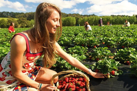 Mornington Peninsula Day Trip From Melbourne - Attractions Melbourne 0