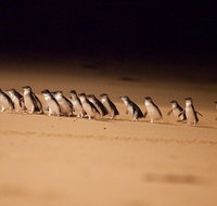 Phillip Island Penguin Parade Express Tour from Melbourne - Attractions Melbourne
