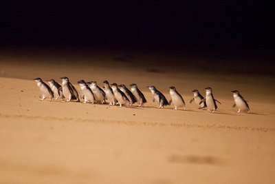 Phillip Island Penguin Parade Express Tour from Melbourne