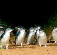 Puffing Billy Moonlit Sanctuary  Penguins Day Tour - Attractions Melbourne