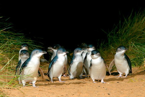 Puffing Billy, Moonlit Sanctuary & Penguins Day Tour - Attractions Melbourne 0