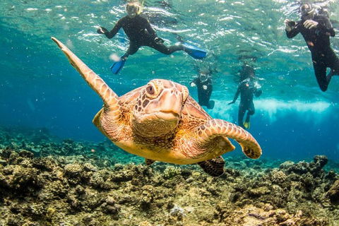 Great Barrier Reef Diving And Snorkeling Cruise From Cairns - Attractions Melbourne 3