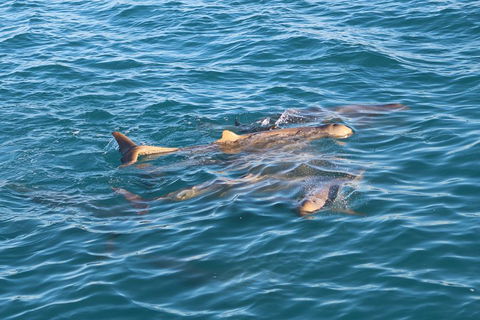 Roebuck Bay Snubfin Dolphin Cruise - Attractions Melbourne 0