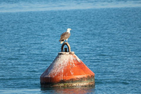 Roebuck Bay Snubfin Dolphin Cruise - Attractions Melbourne 1