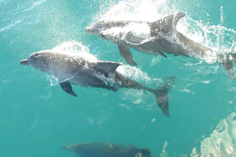 Roebuck Bay Snubfin Dolphin Cruise - Attractions Melbourne 2