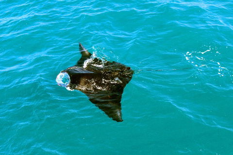 Roebuck Bay Snubfin Dolphin Cruise - Attractions Melbourne 5
