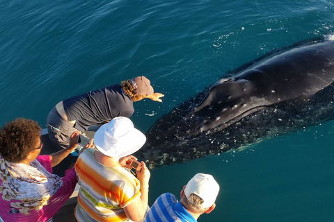 AOC Whale Watching From Broome - Attractions Melbourne 0