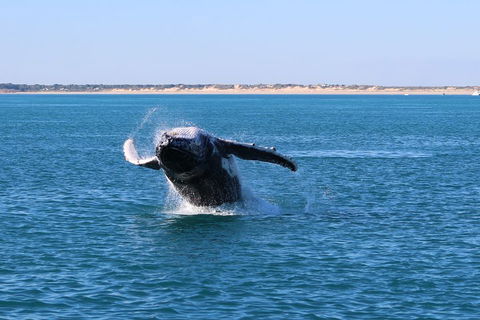 AOC Whale Watching From Broome - Attractions Melbourne 2