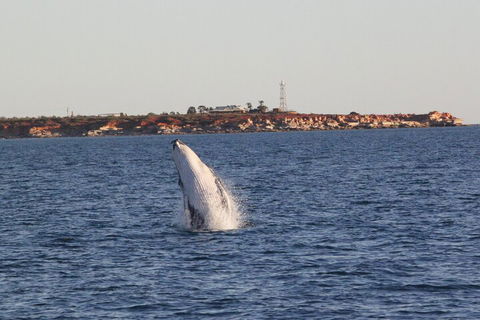 AOC Whale Watching From Broome - Attractions Melbourne 3