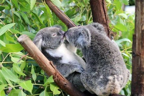 Classic Kuranda By Skyrail And Scenic Railway Including Rainforestation, Koala And Wildlife Park And Pamagirri Aboriginal Experi - Attractions Melbourne 3