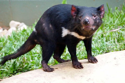 Kuranda Highlights Including Rainforestation Aboriginal Culture And Wildlife - Attractions Melbourne 3